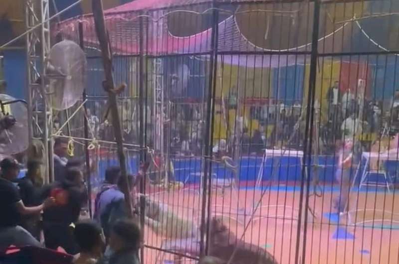 أسرة عامل سيرك طنطا تطلب تعويض 5 ملايين جنيه