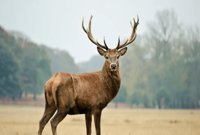 زومبي الغزلان
